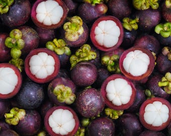 Mangosteen Live Tree – Tropical Fruit Plant  Feet Tall (10in - 24in)