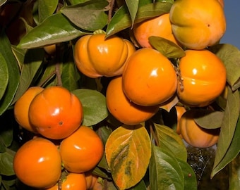 Live Jiro Fuyu Persimmon Tree, Non-Astringent Asian Persimmon, Self-Pollinating Fruit Tree, Edible Garden Plant Gift