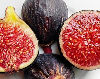 1 Gallon Ronde de Bordeaux Fig Tree – Live Fruit Plant – Cold Hardy Sweet Fig