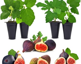 Fig Trees Live Set of 4 – Starter Fruit Plants for Outdoor Growing