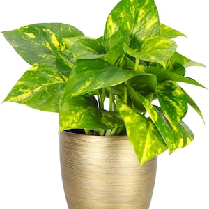Puede incluir: Una planta de pothos en maceta con hojas abigarradas verdes y amarillas vibrantes. La planta está en una maceta de cerámica dorada y texturizada, creando un contraste llamativo. Las hojas de la planta tienen forma de corazón y están dispuestas de forma exuberante.