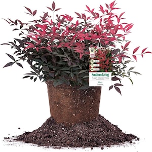 May include: A potted Nandina plant with vibrant red and dark green foliage. The plant is labeled "Southern Living Plant Collection" and sits in a brown pot, surrounded by soil. The leaves have a striking color contrast, making it a visually appealing ornamental plant.
