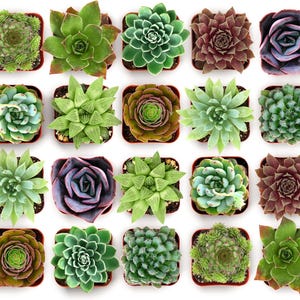 Pode incluir: Vista aérea de uma coleção de suculentas em vasos. As plantas variam em cor, do verde escuro ao roxo e vermelho. As suculentas estão dispostas em um padrão de grade contra um fundo branco. Os vasos são quadrados e marrons.