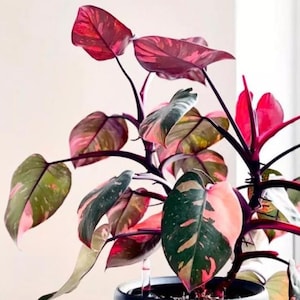 Filodendro Pink Princess - Rara pianta d'appartamento variegata - Alta 12-20 cm