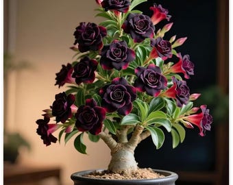 Bulbo de rosa del desierto – Planta ornamental de floración poco común (1 unidad)
