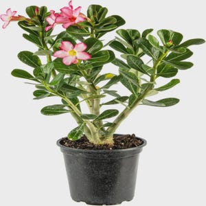 Op de afbeelding: Een potplant van de woestijnroos met levendige roze bloemen en groene bladeren. De plant staat in een zwarte plastic pot. De bloemen hebben een gele kern en roze randen. De bladeren zijn diepgroen.