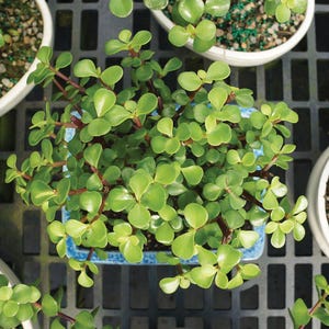 May include: Overhead view of a small, leafy green plant in a square, light blue ceramic pot. The plant has small, rounded leaves and reddish-brown stems. Other potted plants are visible in the background.