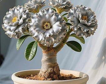Bulbos de Rosa do Deserto (Pacote com 2) - Succimen raro e resistente para um jardim mágico em vasos, tanto em ambientes internos quanto externos, em varandas.