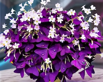 Lila shamrocklökar – Oxalis triangularis Lycka till-växten