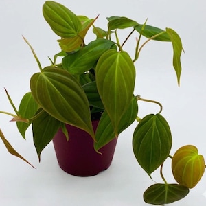 Live Philodendron Micans Plant in 4 Inch Pot | Velvet Heart Leaf Philodendron |Rare Trailing Indoor Houseplant | Aesthetic Home Office Decor