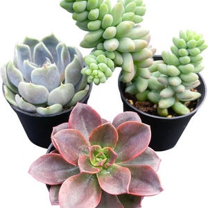 3-pack Live Haworthia-kollektion - Helt rotade 5 cm krukväxter