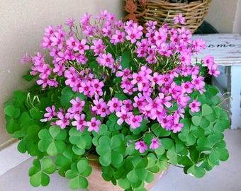 Paquete de 24 bulbos de trébol Oxalis – Planta de trébol de la suerte para jardín interior y exterior (perenne durante todo el año)