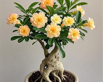 Bulbos de rosa del desierto (Adenium obesum), planta suculenta resistente, flor ornamental exótica (2 bulbos).