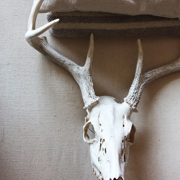 Found Deer Skull and Antlers