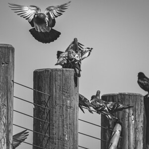 Könnte beinhalten: Eine Schwarz-Weiß-Fotografie von mehreren Tauben, die auf dicken, zylindrischen Holzzaunpfählen sitzen, welche durch dünne Drähte verbunden sind. Eine Taube ist im Flug über den Pfählen mit ausgebreiteten Flügeln zu sehen.