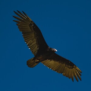 May include: A black vulture soars against a clear, deep blue sky. The bird's wings are outstretched, displaying a contrast of dark feathers and lighter, golden-brown undersides. The vulture's head is visible, with a white and red face.