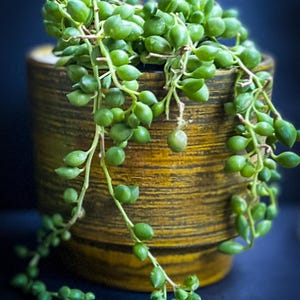 Può includere: Una pianta succulenta a collana di perle con piccole foglie rotonde e verdi che ricadono sui lati di un vaso in ceramica cilindrico, testurizzato, color giallo senape e marrone con scanalature orizzontali e sfondo scuro.