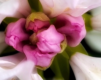 Soft Pink Blumen Wand Kunst | Fine Art Floral Fotografie | Blush botanischer Druck | Minimalist Schlafzimmer Dekor | Druckbare Download