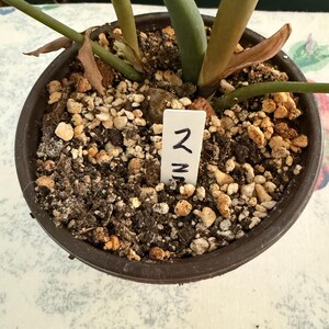 May include: A potted plant with green and brown leaves. The plant is in a dark brown pot filled with soil and small rocks. A white tag with Japanese characters is in the soil.