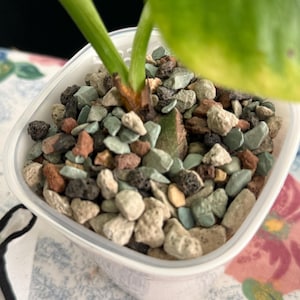 May include: A small, square, translucent white plastic pot containing a plant with green stems and leaves. The soil surface is covered with a mixture of small, multi-colored decorative stones in shades of gray, green, brown, and black.