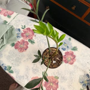 May include: A potted houseplant with vibrant green leaves and a brown stem. The plant is in a small, round, dark brown pot filled with soil. The plant is on a floral patterned surface.
