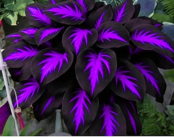 Op de afbeelding: Close-up van een Calathea-plant met donkergroene bladeren en levendige paarse markeringen. De bladeren hebben een uniek patroon, waarbij de paarse kleur uit de centrale nerven straalt. Een populaire plant voor binnendecoratie.
