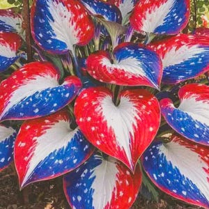 May include: Close-up of a hosta plant with large, heart-shaped leaves. The leaves are uniquely colored with a patriotic theme: red, white, and blue. The red and blue sections have a speckled pattern, creating a striking visual effect. The plant is in a garden setting.