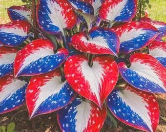 Op de afbeelding: Close-up van een hosta-plant met grote, hartvormige bladeren. De bladeren zijn uniek gekleurd met een patriottisch thema: rood, wit en blauw. De rode en blauwe secties hebben een gespikkeld patroon, wat een opvallend visueel effect creëert. De plant staat in een tuin.