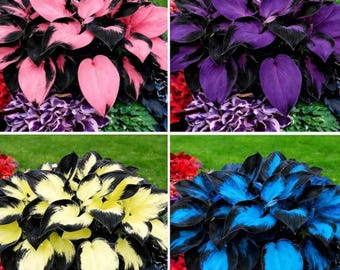 Op de afbeelding: Een collage van vier hostaplanten met hartvormige bladeren in verschillende kleurpatronen. Links bovenaan zijn roze en zwarte bladeren te zien, rechts bovenaan paarse en zwarte, linksonder gele en zwarte, en rechtsonder blauwe en zwarte bladeren.