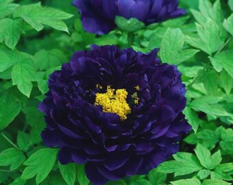 Op de afbeelding: Een dieppaarse pioenroos met vele gelaagde bloemblaadjes en een felgeel hart, omringd door levendig groen blad. De bloem is vol en rond en toont een rijke, donkerpaarse tint die contrasteert met de levendige gele meeldraden in het midden.