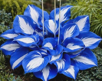 Op de afbeelding: Een levendige hosta-plant met brede, hartvormige bladeren in een diepblauwe kleur en een opvallende, helderwitte centrale tekening. Het blad is gerangschikt in een dicht, symmetrisch rozetpatroon met drie dunne, rechtopstaande stengels.