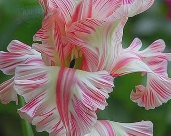 Op de afbeelding: Een parkiettulp met gegolfde, geplooide bloemblaadjes met een witte basis en opvallende roze strepen. De bloem vertoont een complexe, gelaagde structuur met zichtbare gele meeldraden in het centrum en een donkere binnenkant.