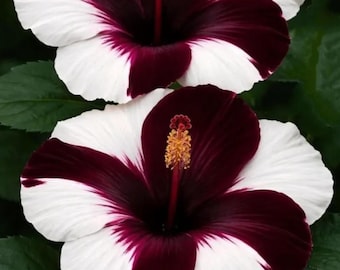 Op de afbeelding: Twee hibiscusbloemen met grote, afgeronde bloemblaadjes met een opvallend tweekleurig patroon. De bloemblaadjes zijn voornamelijk wit met diepe, donkerbordeauxrode centra die naar buiten uitstralen. Een prominente centrale meeldraad is zichtbaar.