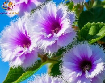 Op de afbeelding: Een groep levendige paarse en witte bloemen met delicate, gefranjerde bloemblaadjes. De bloesems hebben een dieppaars centrum dat overgaat in een lichtere lavendeltint, omringd door felgroene bladeren tegen een helderblauwe lucht.
