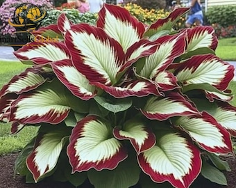 Op de afbeelding: Een weelderige hostaplant met brede, hartvormige bladeren met een opvallend kleurpatroon. Elk blad heeft een crèmewit centrum dat overgaat in een diepe, levendige bordeauxrode rand, wat zorgt voor een opvallend contrast in het gebladerte.