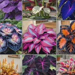 Può includere: Una collezione di piante vibranti con fogliame vario. L'immagine mostra vari colori di foglie, tra cui viola intenso, rosa brillante e arancione, con motivi e trame intricati. Le piante sono disposte in una griglia, evidenziando le loro forme e tonalità uniche.