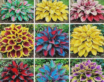 Op de afbeelding: Negen kleurrijke hostaplanten met verschillende bladpatronen en kleuren, waaronder groen, roze, geel, rood, blauw en paars. De planten zijn in een raster gerangschikt en tonen hun gevarieerde blad.