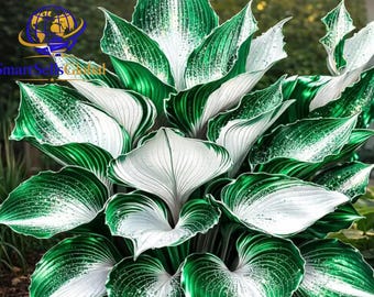 Op de afbeelding: Een weelderige plant met brede, hartvormige bladeren met een opvallend bont patroon. Het blad vertoont diepe, glanzende smaragdgroene randen die overgaan in helderwitte centra, wat zorgt voor een contrastrijk en gelaagd uiterlijk.