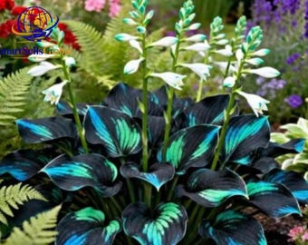 Op de afbeelding: Een Hosta-plant met brede, hartvormige bladeren met diepzwarte centra en levendige blauwgroene randen. Verschillende lange, slanke groene stengels stijgen op uit het midden, bekroond met trossen kleine, witte, trompetvormige bloemknoppen.