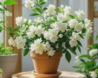 Op de afbeelding: Een pot met jasmijnplant met overvloedige witte bloemen en groene bladeren. De plant staat in een terracotta pot op een houten dienblad. De achtergrond toont een raam en andere planten.
