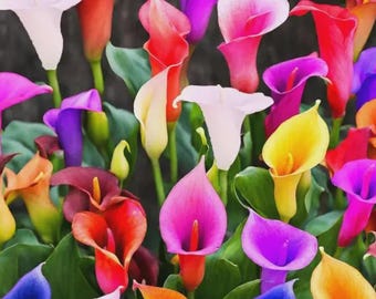 Op de afbeelding: Een levendige verzameling calla lelies in een breed scala aan kleuren, waaronder wit, geel, oranje, rood, roze en paars. Elke bloem heeft een glad, trompetvormig schutblad rondom een centrale bloeikolf, geplaatst tegen groen blad.