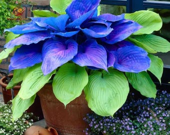 160 zeldzame blauwpaarse en limoengroene hostazaden – exotische, gigantische bonte schaduwtuinplant