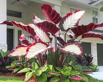 Op de afbeelding: Een tuin met een Calathea-plant met opvallende bordeauxrode en witte bladeren. De plant is omgeven door verschillende groene en roze bladeren, waardoor een weelderig, kleurrijk landschap ontstaat. De planten staan voor een huis.