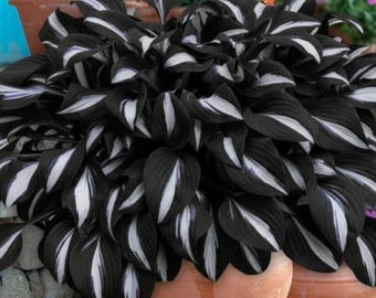 Op de afbeelding: Een dichte, bossige plant met talloze hartvormige bladeren. Elk blad is voornamelijk diepzwart met een opvallende, langwerpige witte streep in het midden. De plant staat in een terracotta-kleurige pot.