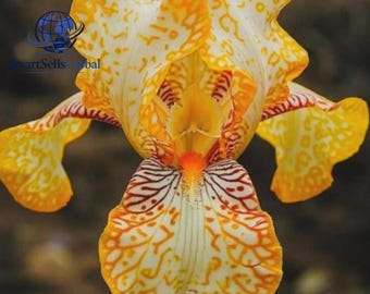 Op de afbeelding: Een levendige irisbloem met witte bloemblaadjes met ingewikkelde gele en oranje patronen. De bloemblaadjes vertonen duidelijke roodbruine nerven en vlekken, met een feloranje centrum. De tekst SmartSellsGlobal is zichtbaar in de linkerbovenhoek.