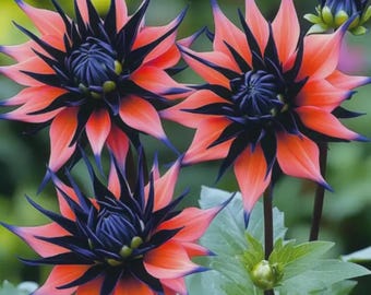 Op de afbeelding: Drie dahlia bloemen met puntige, stervormige bloemblaadjes die verlopen van een diep, donkerpaars in het midden naar een levendig koraal-oranje aan de uiteinden. De bloemen worden getoond met groen blad en een kleine, gesloten bloemknop.