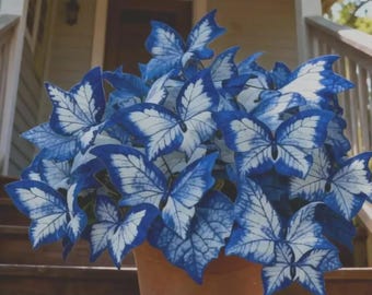 Op de afbeelding: Een potplant met grote, blauwe en witte vlindervormige bladeren. De bladeren hebben een gedetailleerd aderpatroon en zijn gerangschikt in een dichte cluster. De pot is terracotta van kleur en de achtergrond omvat een houten veranda en trappen.