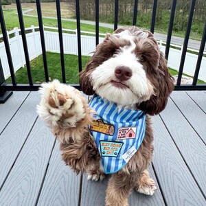 Puede incluir: Un perro marr&oacute;n y blanco con un pa&ntilde;uelo azul a rayas con parches que dicen "Big Stick Energy", "Always in the Dog House" y "Busy Doing Bad Dog Shit". El perro est&aacute; sentado en una terraza gris.