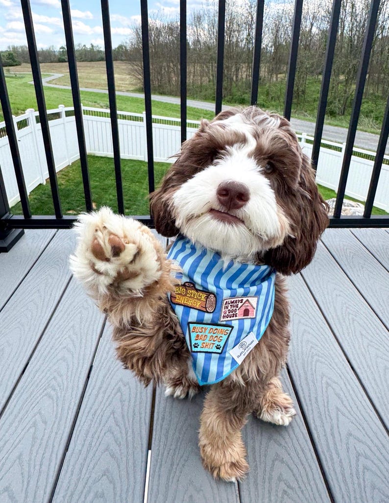 Puede incluir: Un perro marr&oacute;n y blanco con un pa&ntilde;uelo azul a rayas con parches que dicen "Big Stick Energy", "Always in the Dog House" y "Busy Doing Bad Dog Shit". El perro est&aacute; sentado en una terraza gris.