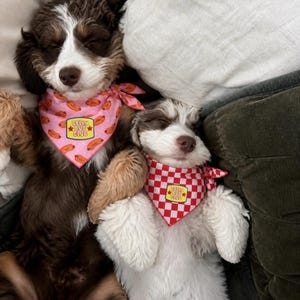 Puede incluir: Dos cachorros durmiendo, uno marr&oacute;n y blanco, el otro blanco y marr&oacute;n, est&aacute;n acostados en una cama. Ambos llevan pa&ntilde;uelos con el texto "Belly Rub Club". Uno es rosa con perritos calientes, el otro es a cuadros rojos y blancos.